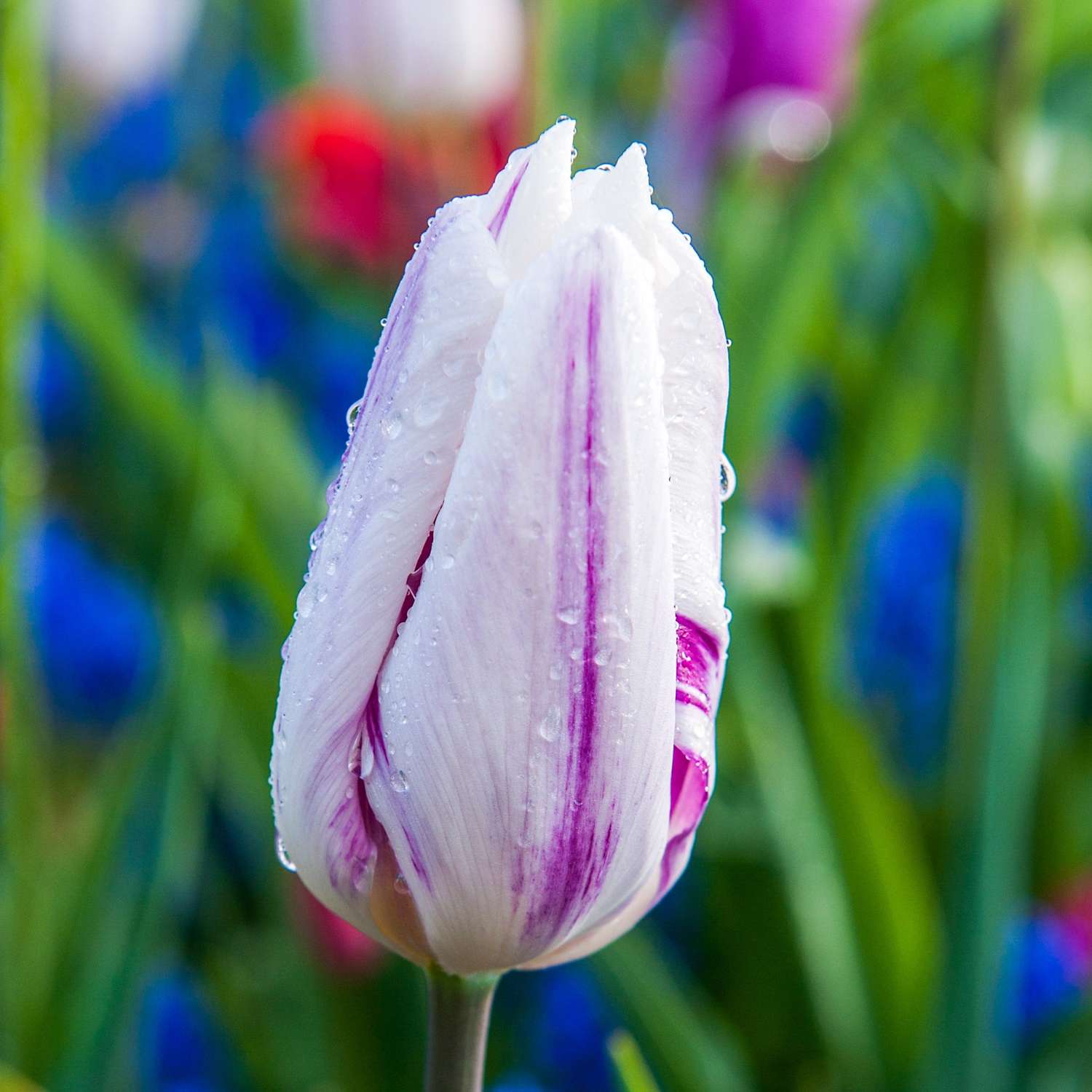 Tulipe 'Flaming Flag'